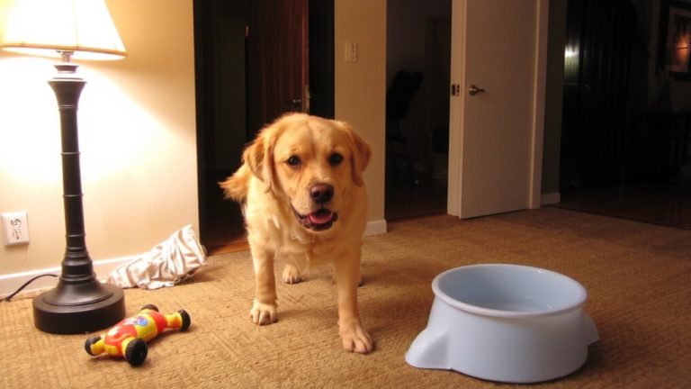 signs of canine cognitive dysfunction