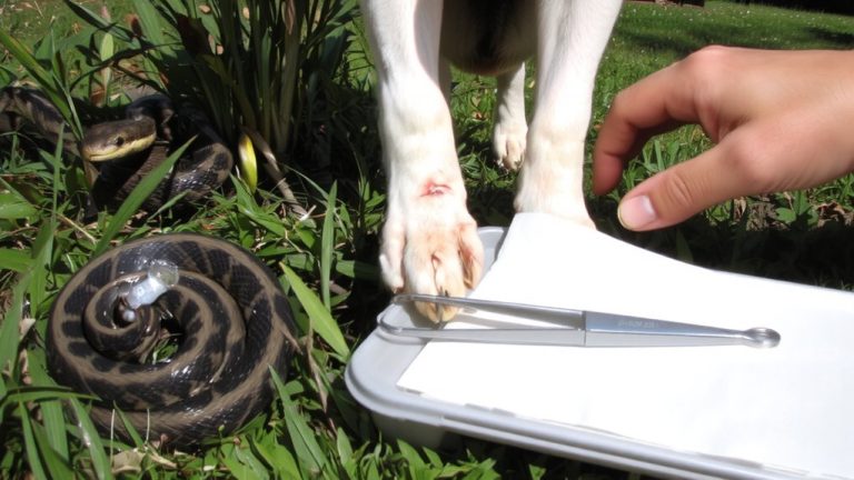snakebite recognition prevention dogs