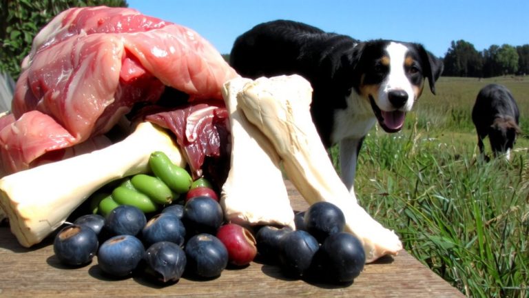 species appropriate raw dog food