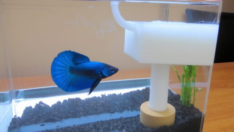 sponge filter setup guide