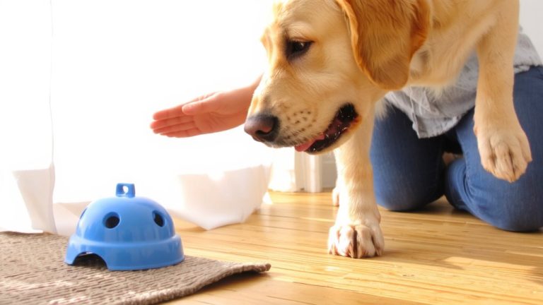 teach dogs non vocal alerts