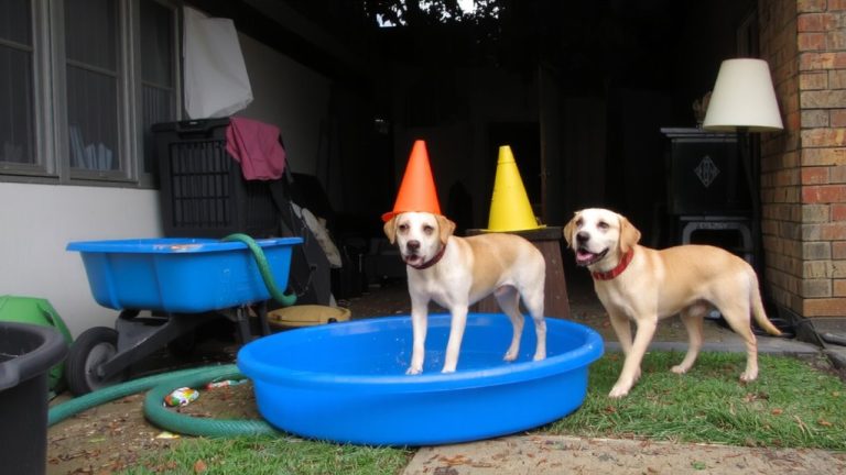 top 30 dumbest dogs
