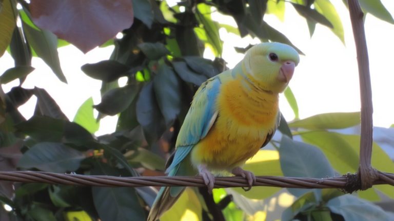 top budgie name ideas