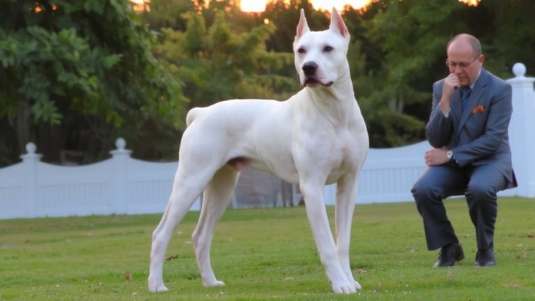 top dog breeders
