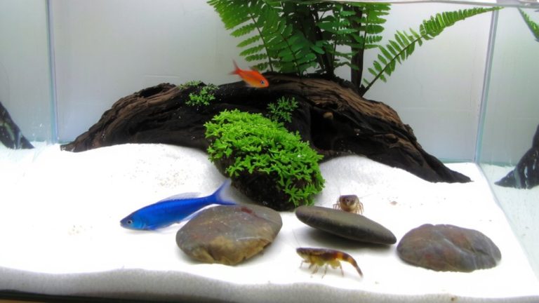 top small tank fish