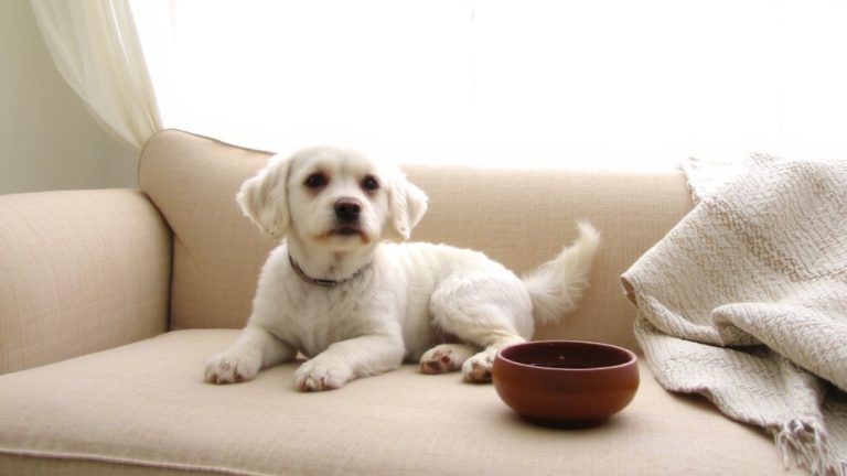 top teacup poodle breeders