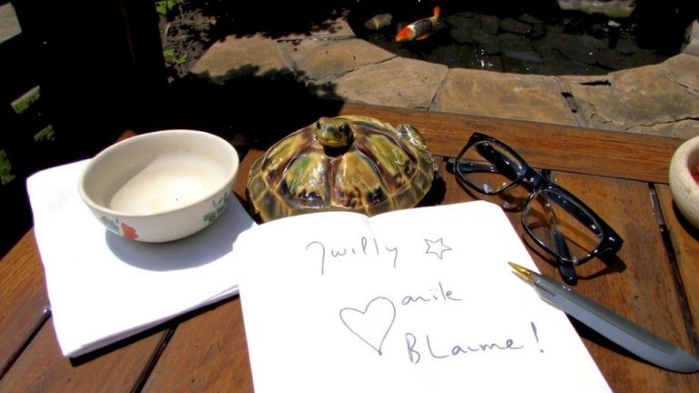 top turtle pet names