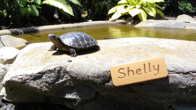 top turtle pet names