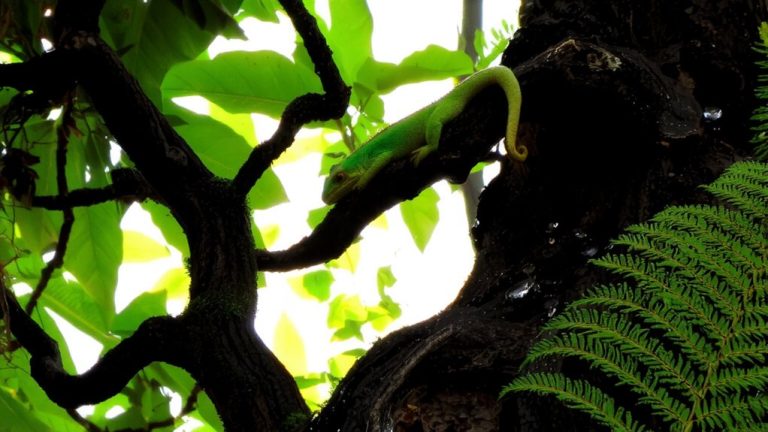 tropical forest environment ideal