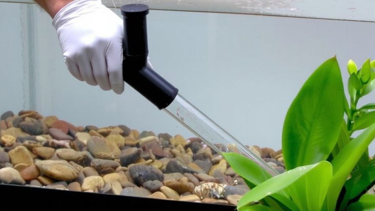 vacuum during water changes