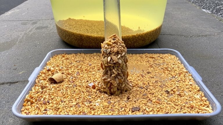 vacuum gravel during water changes