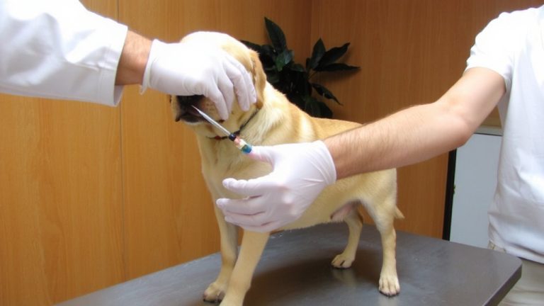 veterinarian office recommends routine vaccination
