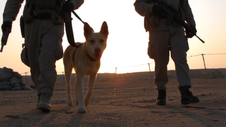 war dogs loyal canine companions