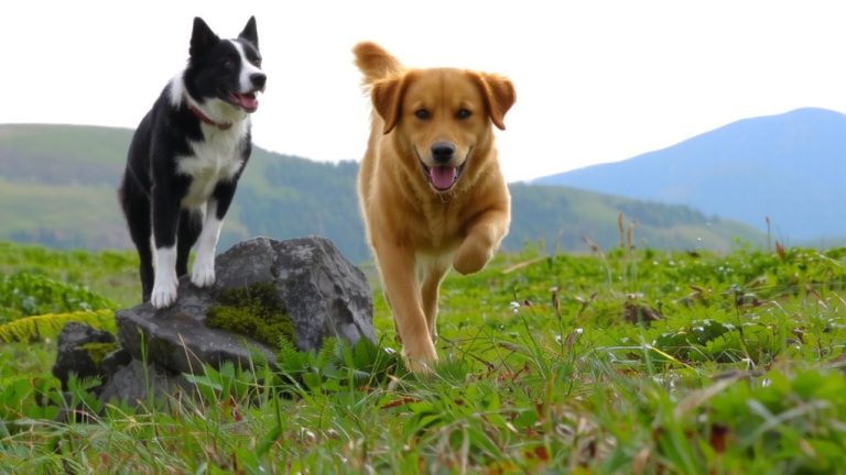 world s best looking dogs